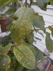 2017 07-31  Wikson crab show Cedar Rust suseptibility.JPG