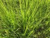 Grass1.jpg