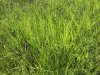 Grass2.jpg