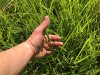Grass3.jpg