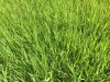 Grass4.jpg