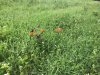 milkweed.jpg