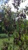 2020 08-05 dying leaves 02.jpg