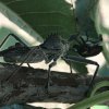 assassin bug.jpg