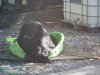 bears aug 2020 003.JPG