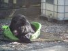 bears aug 2020 006.JPG