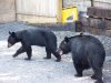 bears aug 2020 010.JPG