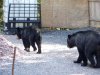 bears aug 2020 011.JPG