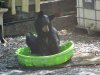lilgirl aug2020 pool 006.JPG