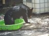 lilgirl aug2020 pool 009.JPG