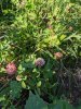 IMG_20200816_181531.jpg