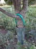 tree3.jpg