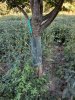 tree4.jpg