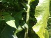 IMG_20200827_141137955.jpg