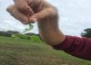 Radish photo copy.jpg