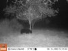 0914 - bear sniffing apples.JPG