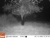0914 - bear, trunk guard working.JPG