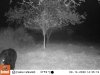 0914 bear moving along.JPG