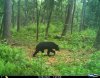 bear.jpg