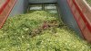 20200923_154623.thumb.jpg.2ac6a08cd8931a8965448def3ade864eBearinsilage(full).jpg 20200923_154623.thumb.jpg.2ac6a08cd8931a8965448def3ade864eBearinsilage(full).jpg