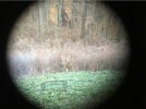 nov 18 2020 SW plot buck.jpg