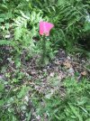 IMG_5205.JPG