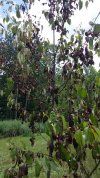 2020 08-05 dying leaves 02.jpg