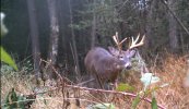 bigger buck.jpg