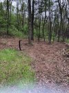 food plot5.jpg
