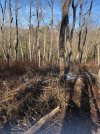 food plot 2.jpg