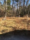food plot 3 b.jpg
