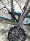 Crabapple.jpg Crabapple.jpg