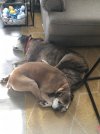 Dogs.jpg
