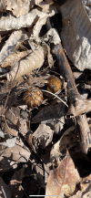 FF5CCD20-E2B0-41DA-9741-0B40B10F840B.png
