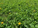 CHICORY CLOVER AND ALFALFA 2.jpg