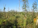labor day 12 019 marsh.JPG