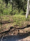 food plot 2 a.jpg