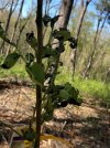 burnt apple tree.jpg