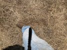 SOIL.jpg