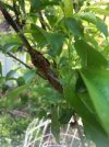 growth on plum.jpg