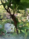 growth on plum 2.jpg