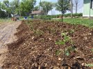 thumbnail mulched june 8.jpg