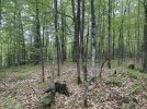 Central Hill- View from Trail #1.jpg Central Hill- View from Trail #1.jpg