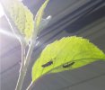 01 Ladybug larva and aphids.JPG