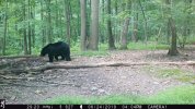 bear.jpg