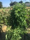 mater plant.jpg