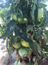 green maters.jpg