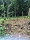 Food plot.jpg