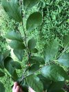 IMG_0396.jpg