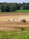 swimming in new pond mudhole.jpg